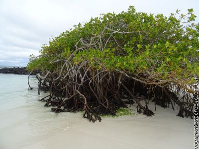 Début de la mangrove