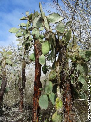 Entre 40 et 50 ans, ces cactus perdent leurs épines, apparaît le bois